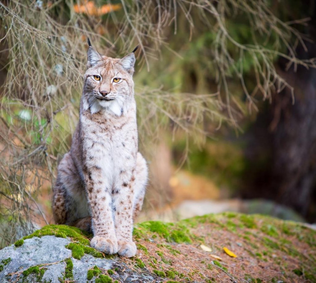Vildriket (Fd Järvzoo)